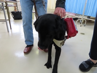 盲導犬テミスちゃん(仕事中)