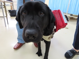 盲導犬テミスちゃん(アップ)