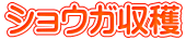 ショウガ収穫 